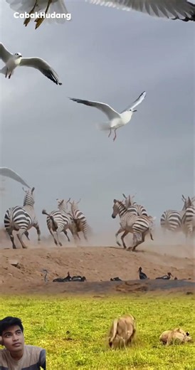 Panic Moment ‼️Zebra Runs for Its Life from Lion #shorts #animals