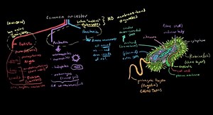 Overview of Archaea, Protista, and Bacteria