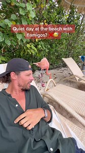 2.8K views · 87 reactions | The reality of visiting the flamingo island in #aruba is that they are smelly and loud at times!  #travelbucketlist #travel #caribbeantiktok | Traveltomtom | Facebook