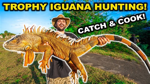Trapping giant invasive iguanas in Florida neighborhoods