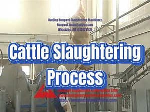 Cattle slaughtering process modern cow abattoir slaughter line equipment beef meat processing plant