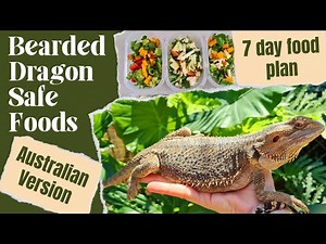 Bearded dragon diet – Australian version - 7 day food plan