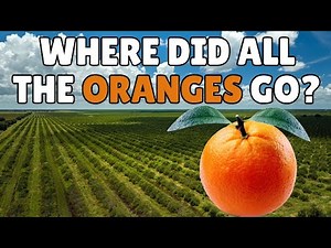 What Happened to Florida’s Oranges?
