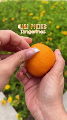 Ojai Pixie Tangerines – 6 Lbs California Grown Citrus | Sweet, Easy Peel, Limited Season Fruit Box - Etsy
