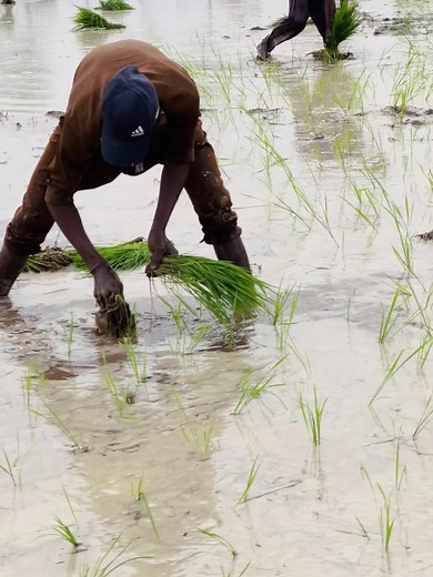 Rice Planting Techniques for Sustainable Agriculture