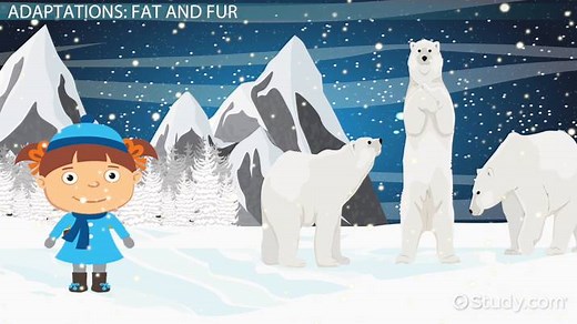 Polar Bear Adaptations: Lesson for Kids
