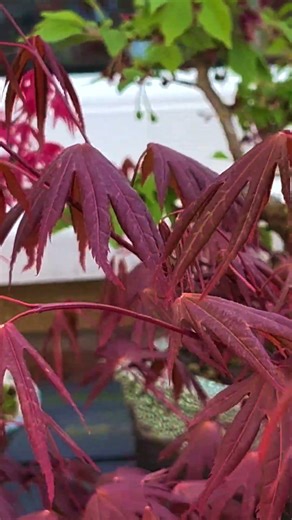 Japanese Maples For Bonsai