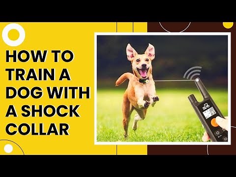 How To Train A Dog With A Shock Collar in Easy Steps (For Beginners)