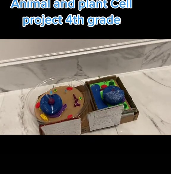 3D Plant Cell and Animal Cell Models for 4th Grade Assignment