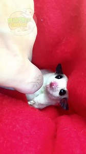 594K views · 10K reactions | People ask me this all the time. How to get sugar gliders to stop biting. #sugargliders #sugarglider #sugargliderjoey #exoticpets | Plainfield Exotics | Facebook