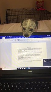 41K views · 834 reactions | The cutest distraction  | Animals Doing Things | Facebook