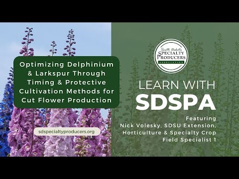 Optimizing Delphinium & Larkspur Through Timing & Protective Cultivation Methods