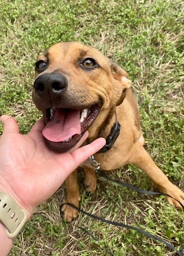 Throw a Dog a Bone Dog Rescue