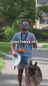 37K views · 32 reactions | How to stop your dog from biting your hand...