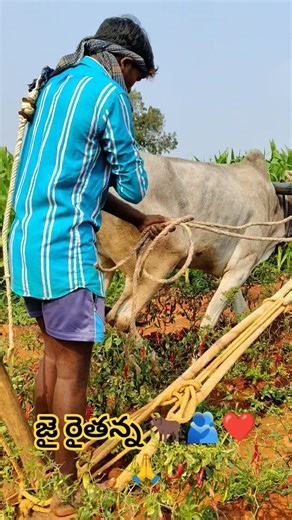 💪 Symbols of Hardship – The Farmer and His Bulls🐂🙏#bulls#Rythu #FarmerLife#VillageLove #TeluguSho...