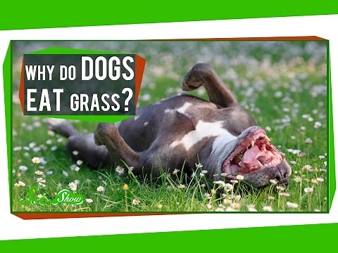 Why Do Dogs Eat Grass?