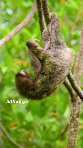 Sloth 🦥 The World's Laziest Animal 🦥 Why does a sloth move so slowly