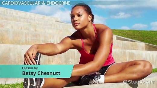 Human Body Systems, Anatomy & Functions