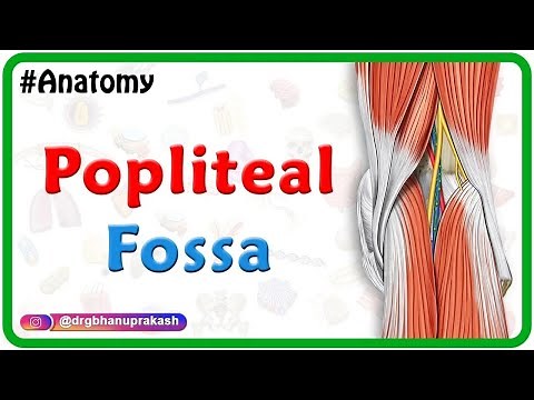 Popliteal Fossa Anatomy (Animation): Introduction, Boundaries, Contents& Relations: USMLE STEP 1