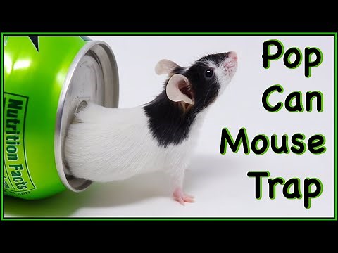 Can Mice Squeeze into A Pop Can? The Can Mouse Trap From 2007 - Mousetrap Monday