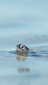 8.9K views · 868 reactions | Guaranteed to make you smile 冀 All turtles photographed on the beautiful southern Great Barrier Reef of Australia! #turtle #greatbarrierreef | Ross Long Photo | Facebook