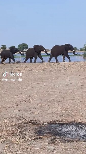 GM WAL MHT ( 256✅️ (@gm.wal.mht)’s videos with original sound - SZzakir 💔🇧🇩🤲