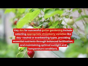 Growing Strawberries in Gutters: The Dos and Dont's