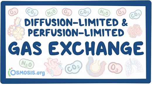 Diffusion-limited and perfusion-limited gas exchange: Video, Causes, & Meaning | Osmosis