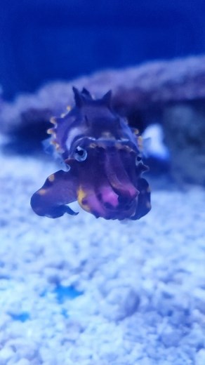 Check out the magnificent colors of the flamboyant cuttlefish! This animal has special pigment cells called chromatophores that allows them to change their colors instantly. ✨ Video by Aquarist Michael #AOPcephalopods | Aquarium of the Pacific