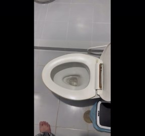 Terrifying moment huge snake appears in family's toilet