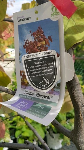 Redbud 'Flame Thrower' is one of our favorite trees here at the store. In spring, ight pink flowers burst forth from the branches. The real show begins with the new foliage that emerges burgundy, fades to yellow and then matures green. In fall the leaves transition back to yellow before dropping for the season. #wilsonsgardencenter #lickingcounty #newark #ohio #fallcolor #fall #redbud | Wilson's Garden Center