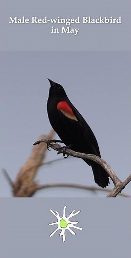 Red-winged Blackbird Singing in Spring