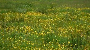 Buttercups