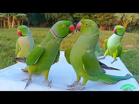 Parrot Talking Videos Compilation