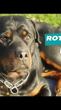 Dog Behaviour The Rottweiler | Ultimate Breed Guide