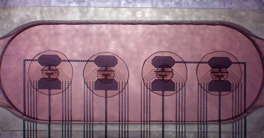 Living brain-cell biocomputers are now training on dopamine