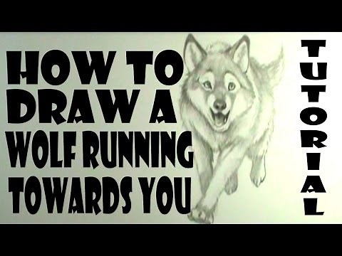 How to draw a wolf running towards you