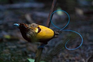 Magnificent bird of paradise - Alchetron, the free social encyclopedia