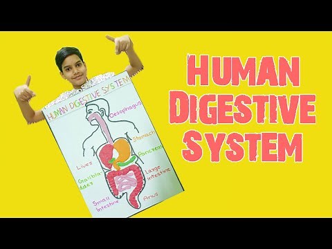 How To Make Human Digestive System Model with Clay? | By Harshith | 7th Grade School Project |
