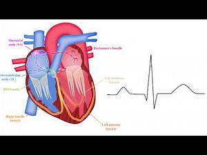 ECG basics 2/10 - Basic EP Principles