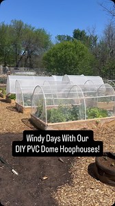I posted earlier this week showing our DIY PVC hoop house, and one of the main questions I got was about how they handled strong winds. 🌬️ I’ve never had problems with mine! The main thing I do is securing the plastic down: ✔️ I screw a wood strip along the bottom. ✔️ Clips also work great if you don’t use wood. That keeps everything in place, even with gusts! #YearRoundGardening #DIYGarden #Hoophouse #SeasonExtension #GrowYourOwnFood #DIYGardening #GardeningTips #UrbanGardening #GrowYourOwn #G