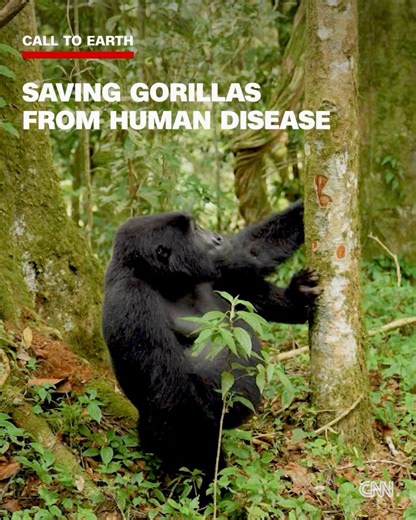 6K views · 50 reactions | CNN Africa on Reels | Facebook