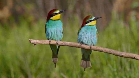 European Bee-eaters Hunting at Sunset
