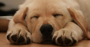 Top 10 Dog Breeds | Articles on WatchMojo.com