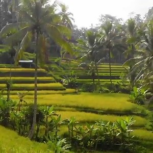 Our Bali Return for FREE^ Holiday Package Deals are back 😆 🙌 With packages starting from just $369^ this is a deal too good to miss! Book now: http://bit.ly/bali-return-for-free-packages ^Ends 11.59pm AEST 31/07/19, unless sold out prior. Price based on two full paying adults, staying at Ibis Styles Bali Legian, twin share. Departing Darwin airport. Book an eligible Bali Return For Free Holiday Package deal and receive a return Starter fare for each passenger on the booking, free. Excludes che