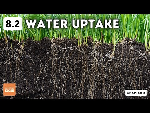 IGCSE Biology - Water uptake (8.2)