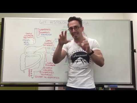 Mucosa | Gastrointestinal Tract Histology
