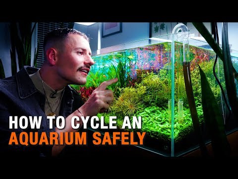 The REAL Way to Cycle Your Aquarium (Stop Killing Fish!)