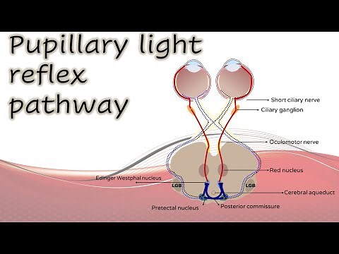 Pupil 1 | Pupillary light reflex pathway