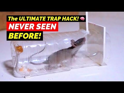 Best Mouse Trap You'll Ever Make | Effective Bottle Mouse Trap/Rat Homemade